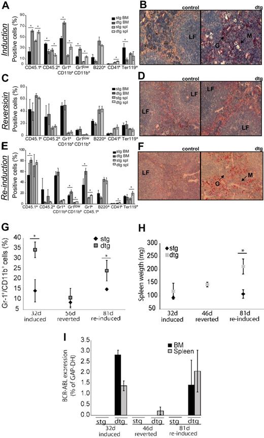 Figure 5. CML-like disease in transplanted mice is reversible and reinducible. Recipients were transplanted with 1 × 106 ufBM cells isolated from noninduced SCLtTA/BCR-ABL (dtg) or noninduced stg donors. Expression of BCR-ABL was induced directly after transplantation for 32 days, reverted for 46 days, and reinduced for 81 days. At each time point, at least 3 dtg and 3 control mice were analyzed. (A) CML-like disease was observed 32 days after transplantation. Average percentages of donor cells (CD45.1+), recipient cells (CD45.2+), mature granulocytes (Gr-1+CD11b+), immature granulocytes (Gr-1lowCD11b+), B cells (B220+), megakaryocytes (CD41+), and erythroid cells (Ter119+) are shown (mean ± SD). (B) Histologic analyses of the spleen show infiltration of granulocytes and disturbed follicles in recipients transplanted with dtg, but not control BM. Slides are depicted with an original magnification of ×20. (C) After reversion of BCR-ABL expression for 46 days, CML-like disease was undetectable in the BM or spleen of all recipients. (D) Histologic analyses of spleens showed no alterations of spleen morphology in reverted animals. (E) Reappearance of disease was evident by increasing percentages of dtg donor cells (CD45.1+) and increases in the percentage of immature granulocytes, 81 days after reinduction. (F) Infiltration of granulocytes into the spleen of reinduced recipients of dtg BM was evident by NACE staining and is shown at original magnification ×20. (G) Percentage of Gr-1+/CD11b+cells in the PB of mice that had been induced for 32 days, reverted for 56 days, and reinduced for 81 days showing neutrophilia is dependent on BCR-ABL activity. (H) Splenomegaly was observed on reinduction of BCR-ABL expression. (I) Relative expression of BCR-ABL was analyzed by quantitative reverse-transcribed polymerase chain reaction and was assessed in relation to glyceraldehyde-3-phosphate dehydrogenase in BM and spleen of induced, reverted, and reinduced mice. *P < .05.