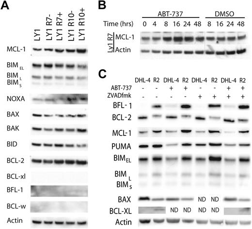 Figure 2. BFL-1 and/or MCL-1 proteins are up-regulated in resistant cell lines and are inducible upon treatment with ABT-737. (A) Immunoblot analysis of OCI-LY1, OCI-LY1 R7, and OCI-LY1 R10 cell line lysates with the indicated antibodies. − indicates that ABT-737 was withdrawn for 3 weeks; +, continuous culture with ABT-737. Unpictured antibody controls confirmed the efficacy of the BCL-XL and BFL-1 antibodies used in this assay. These results are representative of 3 independent experiments. (B) OCI-Ly1 R7 cells were removed from ABT-737–containing media for 3 weeks. ABT-737 was added back to culture for the indicated time frame at 320nM. Whole-cell lysates were made after treatment and analyzed by immunoblot. DMSO was used as a solvent-only negative control. These results are representative of 3 independent experiments. (C) SU-DHL-4 R2 cells were removed from ABT-737–containing media for 3 weeks. SU-DHL-4 and SU-DHL-4 R2 cells were treated with 1μM ABT-737 or DMSO for 12 hours after pretreatment with 10μM ZVAD.fmk or DMSO for 1 hour as indicated. Whole-cell lysates were made after treatment and analyzed by immunoblot. These results are representative of 3 independent experiments. ND indicates that these samples were not analyzed.