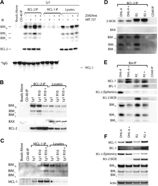 Figure 4. ABT-737 reaches its target, BCL-2, in sensitive and resistant cells, and increased MCL-1 and BFL-1 sequester BIM displaced from BCL-2 by ABT-737. (A) OCI-LY1 cells were treated with 1μM ABT-737 for 4 hours after pretreatment with 10μM ZVAD.fmk for 30 minutes as indicated. Cells were lysed with 1% CHAPS lysis buffer. Lysates were immunoprecipitated using BCL-2– and MCL-1–specific antibodies. The resulting immunoprecipitated and coimmunoprecipitated proteins were analyzed by immunoblot alongside whole-cell lysates. *IgG heavy chain. (B) OCI-Ly1 R10 cells were treated with DMSO or 1μM ABT-737 (+) for 4 hours. Cells were lysed with 1% CHAPS lysis buffer. A total of 100 μg of lysate were immunoprecipitated with the BCL-2 (6C8) antibody. The resulting immunoprecipitated and coimmunoprecipitated proteins were analyzed by immunoblot alongside whole-cell lysates. These results are representative of 3 independent experiments. (C) OCI-Ly1 R10 cells were treated and lysed as in panel B. A total of 100 μg of lysate were immunoprecipitated with an MCL-1–specific antibody. The resulting immunoprecipitated and coimmunoprecipitated proteins were analyzed by immunoblot alongside whole-cell lysates. These results are representative of 3 independent experiments. (D) SU-DHL-4 cells were treated with DMSO or 1μM ABT-737 (+) for 12 hours after pretreatment with 10μM ZVAD.fmk for 1 hour. SU-DHL-4 R2 cells were treated with DMSO or 1μM ABT-737 (+) for 12 hours. Cells were lysed with 1% CHAPS lysis buffer. Lysates were immunoprecipitated using a BCL-2–specific antibody (6C8). The resulting immunoprecipitated and coimmunoprecipitated proteins were analyzed by immunoblot. (E) SU-DHL-4 and SU-DHL-4 R2 cells were treated and lysed as in panel D. Lysates were immunoprecipitated using a BIM-specific antibody. The resulting immunoprecipitated and coimmunoprecipitated proteins were analyzed by immunoblot. (F) Immunoblot analysis of the whole-cell lysates used for immunoprecipitation in panels D and E.