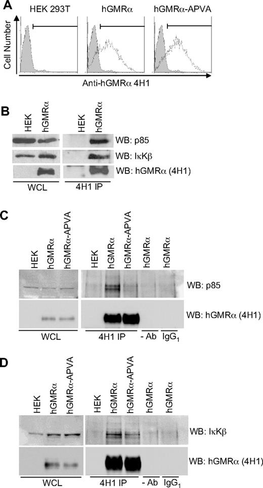 Figure 3. IκKβ and p85 interact with hGMR-α. (A) Flow cytometric analysis to detect hGMR-α and hGMR-α-APVA after transfection of HEK293T cells. hGMR-α was detected with 4H1 antibody (open histograms). An isotype-matched control is shown for comparison (gray histograms). (B) hGMR-α, p85, and IκKβ detected in whole-cell lysates (WCL) from HEK293T cells expressing hGMR-α and in 4H1 immunoprecipitates (4H1 IP). (C) hGMR-α and p85 detected in WCL from HEK293T cells expressing hGMR-α or hGMR-α-APVA and in 4H1 immunoprecipitates (4H1 IP) of the same cells. Control IPs minus antibody (−Ab), or with IgG1 (IgG1) are also shown. (D) hGMR-α and IκB detected in WCL from HEK293T cells expressing hGMR-α or hGMR-α-APVA, and in 4H1 immunoprecipitates (4H1 IP). Control IPs minus antibody (−Ab), or with IgG1 are also shown.