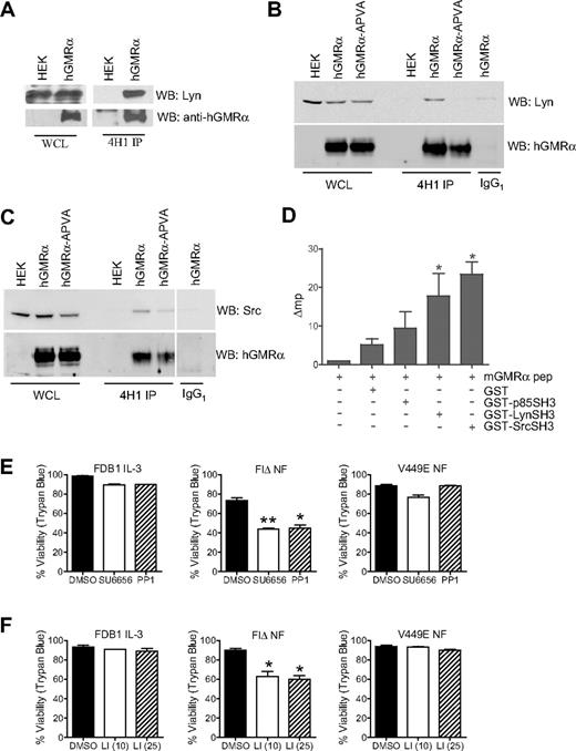 Figure 4. Association of Lyn and Src SH3 domains with hGMR-α. (A) Detection of hGMR-α and Lyn in whole-cell lysates (WCL) from HEK293T cells expressing hGMR-α, and 4H1 immunoprecipitates (4H1 IP) of the same cells. (B) Detection of hGMR-α and Lyn in WCL from HEK293T cells expressing hGMR-α or hGMR-α-APVA, and in 4H1 (4H1 IP) and control IgG1 (IgG1) immunoprecipitates of the same cells. (C) Detection of hGMR-α and Src in WCL from HEK293T cells expressing hGMR-α or hGMR-α-APVA, and in 4H1 (4H1 IP) and control IgG1 (IgG1) immunoprecipitates of the same cells. (D) Fluorescence polarization analysis of a fluorescein-conjugated mGMR-α peptide alone, with GST, or with p85, Lyn and Src SH3 domain GST fusions proteins. The change in millipolarization (Δmp) is given, where emissions of the mGMR-α peptide alone have been subtracted from the other samples. (E-F) FDB1 cells cultured in 500 BMU of mIL-3 and FDB1 cells expressing FIΔ or V449E cultured in the absence of growth factor were treated with DMSO, (E) 0.5μM SU6656 or 25μM PP1, or (F) 10μM and 25μM Lyn peptide inhibitor (LI) for 24 hours. Viability was measured by trypan blue exclusion. Error bars represent SEM, where n = 2; statistical significance was calculated by the use of a Student t test, *P < .05 **P < .01.