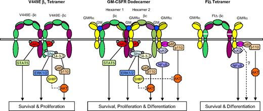 Figure 5. Model for assembly and activation of hβc mutants FIΔ and V449E. The high-affinity complex of the GM-CSF receptor (GMR) is a dodecamer structure (center) comprising 2 ligand bound hexamers.12 The central structure in the dodecamer complex enables JAK2 transphosphorylation and activation of STAT5- and Shc-mediated pathways. Proposed signaling through GMR-α occurs in αβ heterodimers (outer structures in the dodecamer complex), which initiate activation of Akt and NFκB pathways. Also indicated is a possible negative feedback mechanism whereby activation of SHIP downstream of JAK2 may suppress Akt activation. The proposed V449E structure is represented as a βc tetramer, which does not require GMR-α and initiates a subset of the signals generated by the dodecameric GMR complex. V449E-activated pathways are confined to those downstream of JAK2 and receptor tyrosine phosphorylation and support survival and proliferation in the FDB1 cells. The proposed FIΔ structure comprises an αβ tetramer that precludes JAK2 transphosphorylation. This complex generates signals predominantly through GMR-α and results in activation of Akt and NFκB pathways, supporting FDB1 survival and differentiation.