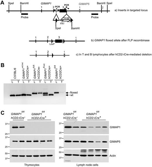 Figure 1. Conditional deletion of the “floxed” GIMAP1 allele with the use of the hCD2-iCre transgene. (A) Gene targeting strategy. The targeting vector introduced LoxP sites (black arrowheads) to flank GIMAP1 exon 3. A neomycin resistance cassette flanked by FRT sites (gray arrowheads) was located downstream of the LoxP sites. Southern probes used to determine correct targeting of ES cells after SpeI and BamHI DNA digests are indicated. (B) PCR analysis to detect the floxed and wild-type alleles of GIMAP1 in genomic lung (L) and thymus (T) DNA. (C) Western blot analysis of GIMAP1 and GIMAP5 expression in thymocytes and lymph node cells.