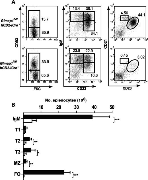Figure 4. Peripheral B-cell analysis. Splenocytes from GIMAP1fl/flhCD2-iCre− and GIMAP1fl/flhCD2-iCre+ mice were stained for flow cytometric analysis to identify B-cell subsets. (A) Representative FACS plots for each genotype. The numbers given inside the component panels in A are the percentages of lymphocyte events contained within the indicated gates. (B) Mean numbers (± SD) of B-cell subsets (■ indicates GIMAP1fl/flhCD2-iCre−, n = 6; □, GIMAP1fl/flhCD2-iCre+, n = 6). *P < .05; **P < .01; ***P < .001 (unpaired 2-tailed Student t test). FSC indicates forward scatter; and FO, follicular.