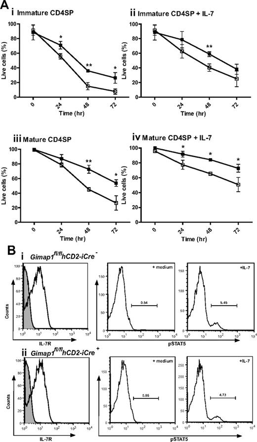 Figure 6. In vitro analysis of CD4 SP thymocyte survival. (A) CD4 SP thymocytes from GIMAP1fl/flhCD2-iCre− (■) and GIMAP1fl/flhCD2-iCre+ (□) mice were FACS-purified and cultured with (ii,iv) or without (i,iii) IL-7. Immature (i,ii) and mature (iii,iv) CD4 SP cells were defined on the basis of Qa2 and CD24 expression. Live cells were determined by annexin V staining. Plots show mean percentage of live cells (± SD) for 3 mice of each genotype. *P < .05; **P < .01; ***P < .001 (unpaired 2-tailed Student t test). (B) IL-7 receptor expression and function in thymocytes. (Left) Expression of IL-7R (CD127; white histogram) compared with control stain (gray histogram) on CD4 SP thymocytes (as determined by flow cytometry) from (i) GIMAP1fl/flhCD2-iCre− and (ii) GIMAP1fl/flhCD2-iCre+ mice. (Right) Responses of total thymocytes to IL-7 as determined by pSTAT5 induction. Total thymocytes were incubated at 37°C in medium with or without IL-7 for 30 minutes before fixing, permeabilizing, staining with anti–phospho-STAT5 antibody and analyzing by flow cytometry.