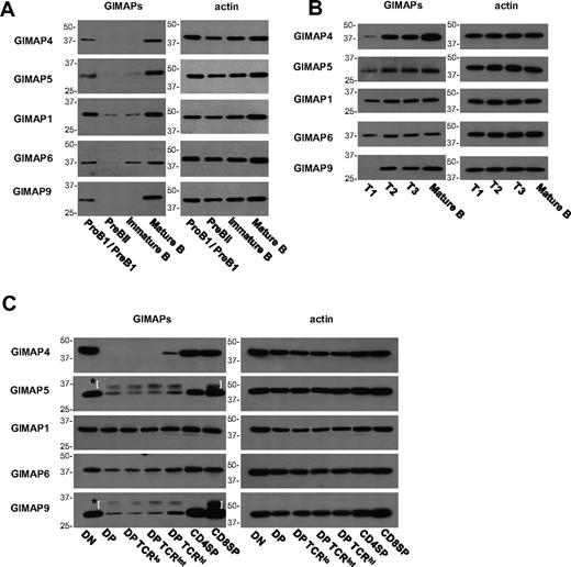 Figure 7. Analysis of GIMAP protein expression in B- and T-cell development. BM cells (A), splenic B cells (B), and thymocytes (C) from C57BL/6 mice were FACS-purified into subsets as described in “Fluorescence-activated cell sorting.” Expression of GIMAP4, GIMAP5, GIMAP1, GIMAP6, and GIMAP9 was examined by Western blot, with β-actin as control. *Parentheses surround nonspecific bands caused by the secondary anti–rat IgG reagent.