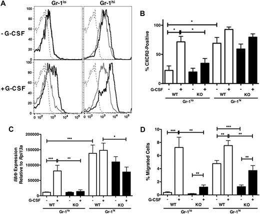 Figure 2. Role for STAT3 in G-CSF–inducible CXCR2 expression. (A) WT and STAT3-deficient (KO) mice were treated with G-CSF (250 μg/kg; +G-CSF, bottom) or left untreated (−G-CSF, top) and bone marrow samples were isolated after 24 hours. CXCR2 expression in the Gr-1+ population is shown: WT (black line), KO (gray line). Isotype controls are included (dashed gray line). Data shown are from a representative experiment (n = at least 3 for each group). (B) The average percentage of CXCR2-positive cells within the bone marrow Gr-1hi and Gr-1lo subsets from untreated (−G-CSF) or G-CSF–treated (+G-CSF) WT and STAT3-deficient (KO) mice is shown (n = at least 3 for each group). (C) WT and STAT3-deficient (KO) mice were untreated or treated with G-CSF as indicated in panel A. Relative Il8rb mRNA levels were determined in purified Gr-1lo and Gr-1hi subsets, by comparison with the housekeeping gene Rpl13a. Shown are mean relative expression levels (n = at least 4). (D) WT and STAT3-deficient (KO) mice were untreated or treated with G-CSF as indicated in panel A. MIP-2–responsive chemotactic activity of purified immature Gr-1lo and mature Gr-1hi neutrophils was determined by Transwell assays. The average percentage of migrated cells/total cells is shown for each condition (n = 5 for each group). Error bars represent SEM; *P < .05, **P < .01, ***P < .001.