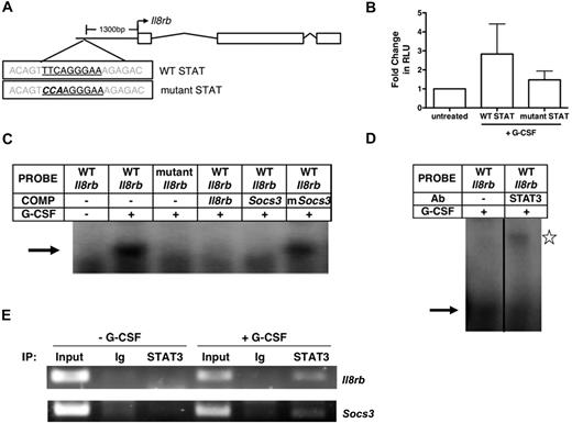 Figure 3. Regulation of Il8rb transcription by G-CSF–responsive STAT3 signaling. (A) A schematic of the Il8rb gene showing the location of the STATx site (top) and sequence of the mutant STAT element (bottom). (B) 32D.G-CSFR cells were electroporated with WT (WT STAT) or mutant pGL3-Il8rb (mutant STAT) and pTK-Renilla reporter plasmids, treated with or without G-CSF for 6 hours, and assayed for luciferase activity. The ratio of firefly:renilla relative light units (RLU) in G-CSF–treated cells relative to unstimulated cells (−G-CSF) was averaged from 3 independent experiments. (C) EMSAs were performed with nuclear extracts from 32D.G-CSFR cells, stimulated with or without G-CSF for 30 minutes by the use of radiolabeled oligonucleotide probes corresponding to the Il8rb promoter region containing the STATx site (WT Il8rb) or an oligonucleotide containing a mutation in the STATx site of the Il8rb promoter (mutant Il8rb), as indicated. An excess of unlabeled oligonucleotide, corresponding to the WT Il8rb probe (Il8rb), an oligonucleotide encompassing the STAT3 binding site in Socs3 (Socs3), or an oligonucleotide containing a mutation in the STAT3 site from Socs3 (mSocs3) was used as competitor, as indicated. Results are representative of 3 independent experiments. (D) EMSAs were performed as in panel C with the WT Il8rb probe in the absence or presence of anti-STAT3 antibody. Results are representative of 3 independent experiments. (E) ChIPs were performed on 32D.G-CSFR cells ± G-CSF treatment for 30 minutes with anti-STAT3 or Ig control antibody, as indicated. Purified DNA samples were subjected to PCR to detect Il8rb (top) or Socs3 (bottom) promoter sequences. Data are representative of 3 independent experiments. Error bars represent SEM.