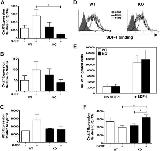 Figure 4. G-CSF treatment results in STAT3-dependent alterations in the chemokine profile of the bone marrow microenvironment. WT or STAT3-deficient (KO) mice were injected with G-CSF or left untreated. Total bone marrow cells were isolated after 24 hours, and purified RNA samples were analyzed by real-time PCR for (A) MIP-2 (Cxcl2), (B) KC (Cxcl1), or (C) CXCR2 (Il8rb) expression. Gene expression was determined relative to Rpl13a (n = at least 4). (D) SDF-1α binding assays were performed with purified bone marrow neutrophils from WT or STAT-deficient (KO) mice either by the use of freshly isolated neutrophils (0 hrs, open black histograms) or neutrophils cultured ex vivo in G-CSF for 6 hours (6 hours, open gray histograms). Staining with human-Fc (solid gray histograms) was used as a control. Results are representative of 3 independent experiments. (E) Neutrophils isolated from the bone marrow of WT (□) or KO (■) mice were tested for SDF-1–dependent chemotaxis (n = 4 for each genotype). Average values from 3 independent experiments are shown. (F) WT or STAT-deficient (KO) mice were treated with G-CSF or left untreated. SDF-1 (Cxcl12) mRNA expression was determined in total bone marrow 24 hours after treatment by the use of real-time PCR as in panels A to C (n = at least 4). Error bars represent SEM; *P < .05, **P < .01.