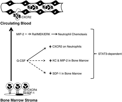 Figure 6. A model for STAT3 function in neutrophil mobilization. Neutrophils are retained in the bone marrow in part through their expression of CXCR4, which interacts with SDF-1 expressed by stromal cells. G-CSF treatment directly or indirectly down-regulates CXCR4 and SDF-1; repression of SDF-1 requires STAT3 (dashed line). G-CSF treatment also induces the neutrophil chemoattractants KC and MIP-2 in the bone marrow (dashed line), as well as concurrent up-regulation of their shared receptor CXCR2 on the surface of neutrophils (solid line); induction of KC, MIP-2 and CXCR2 each require STAT3. STAT3 also controls the amplitude of MIP-2-induced Raf/MEK/ERK signaling (dashed line), which is crucial for neutrophil chemotaxis. Solid line denotes direct molecular regulation by STAT3; dashed lines indicate STAT3 regulation may be direct or indirect.