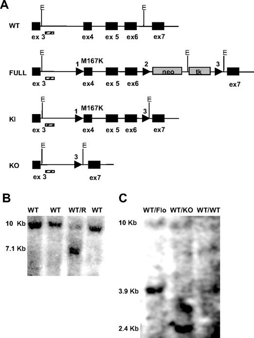 Figure 1. Tfr2 genomic targeting construct. (A) The Tfr2 locus, the targeting construct, and the 2 mutagenized alleles are illustrated. Exons 3 to 7 of the murine Tfr2 gene are shown as black boxes. The inactivation cassette is in gray. LoxP sites are shown as arrows. M167K mutation is highlighted. Recombination between LoxP 2 and 3 generates Tfr2 KI allele. Recombination between LoxP 1 and 3 produces Tfr2 KO allele. E indicates EcoRI restriction sites used for construct cloning and Southern blot analysis. Barred line represents Southern blot probe. (B) Southern blot analysis showing first electroporation results to obtain the full targeted clones (7.1-kb band) versus the WT cell DNA (10-kb band). (C) Southern blot showing KI (3.9-kb band) and KO clones (2.4-kb band) obtained from Cre electroporation.