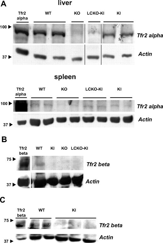 Figure 2. Molecular detection of the Tfr2 proteins in the targeted mice. (A) Western blot demonstrating lack of α-Tfr2 in liver and spleen of KO and LCKO-KI and persistence of the protein in KI mice. First lane indicates transfected α-Tfr2 used as positive control. Tissues from different animals per genotype are shown; anti-TFR2 (Alpha Diagnostics International) antibody was used. Black arrows indicate marker size. Vertical lines indicate reposition of the same gel's image. (B) Western blot demonstrating lack of β-Tfr2 in KI, KO, and LCKO-KI spleen. First lane indicates transfected β-Tfr2 used as positive control; anti-Tfr2 S-20 antibody (Santa Cruz Biotechnology) was used. Black arrows indicate marker size. (C) Western blot showing β-Tfr2 in WT and band absence in KI splenic macrophages. First lane indicates transfected β-Tfr2 used as positive control; anti-Tfr2 S-20 antibody (Santa Cruz Biotechnology) was used. Black arrows indicate marker sizes.