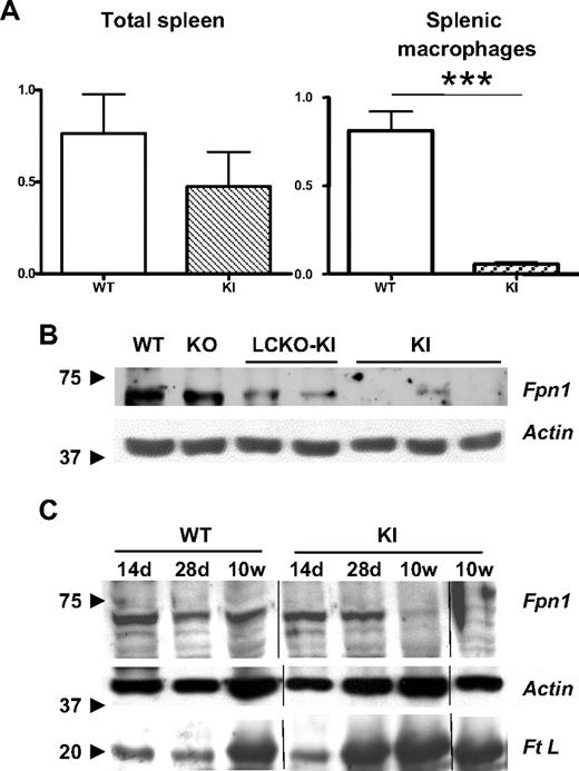 Figure 6. Spleen Fpn1 gene and protein expression in KI mice. (A) Relative spleen Fpn1 gene expression in 10-week-old KI mice compared with WT sib pairs. The assay was performed on at least 5 animals for each strain. ***P < .001 versus WT. Bars represent SD in the analyzed animal groups. (B) Western blot analysis of Fpn1 protein in splenic macrophages isolated from the 3 Tfr2 models at 10 weeks of age and compared with WT. Arrows indicate the position of the marker proteins. (C) Western blot analysis of spleen Fpn1 and Ft L proteins in KI mice of different ages versus WT. d indicates days; and w, weeks. Arrows indicate the position of the marker proteins. Vertical lines indicate reposition of the same gel's image.