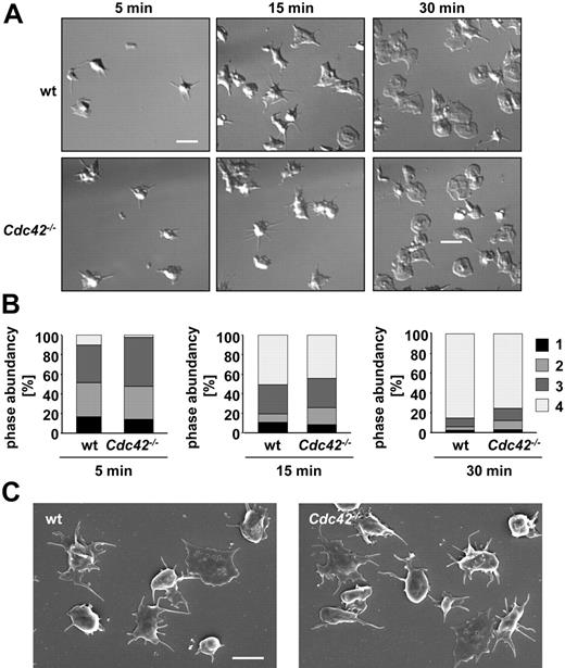 Figure 2. Cdc42−/− platelets are able to form filopodia and to spread on fibrinogen. (A) Washed platelets from the indicated mice were allowed to adhere and spread on immobilized human fibrinogen (100 μg/mL) upon activation with thrombin (0.01 U/mL). Differential interference contrast (DIC) images were taken at the indicated time points (5, 15, and 30 minutes), representative of 4 individual experiments. Scale bar equals 5 μm. (B) Statistical analysis of the percentage of spread Cdc42−/− and wild-type platelets observed at different spreading stages at the indicated time points. 1 indicates roundish, no filopodia, no lamellipodia; 2, only filopodia; 3, filopodia and lamellipodia; and 4, full spreading, only lamellipodia. Scale bar equals 5 μm. (C) Scanning electron microscopy (SEM) of wild-type and Cdc42−/− platelets upon spreading on 100 μg/mL fibrinogen without agonist stimulation. Scale bar equals 2.5 μm.