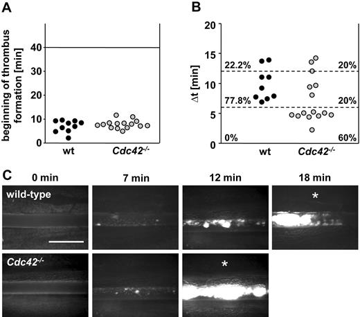 Figure 7. Accelerated thrombus formation in Cdc42−/− mice. (A-C) Mesenteric arterioles were injured with FeCl3 and adhesion, and thrombus formation of fluorescently labeled platelets was monitored in vivo by fluorescence microscopy. (A) Time to appearance of first thrombus and (B) interval between start of thrombus formation and vessel occlusion are shown. Each symbol represents 1 animal. (C) Representative images are depicted. Scale bar equals 50 μm. White asterisks indicate occlusion of the vessel.
