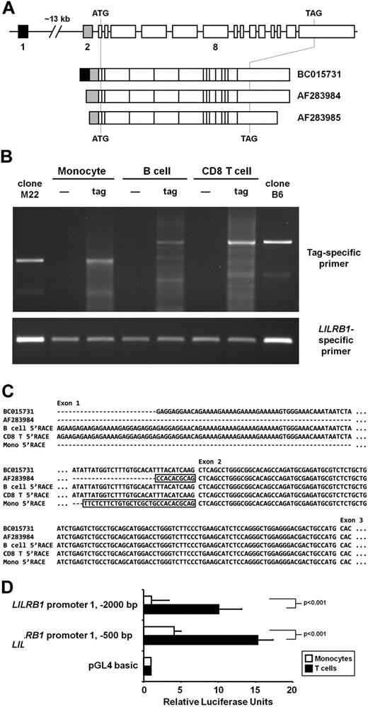 Figure 3. LILRB1 transcription initiation sites in CD8 T cells, B cells, and monocytes. (A) Schematics of the LILRB1 locus on human chromosome 19 and selected mRNA sequences currently posted to NCBI. Lines are introns, and boxes are exons (roughly to scale). Exons 1 and 2 are separated by approximately 13 kb as indicated by a gap. The LILRB1 coding region is flanked by a start (ATG) and stop (TAG) codon. (B) PCR of 5′-RACE products generated from monocyte, B-cell, and CD8 T-cell RNA isolated from magnetic bead–separated cells. The enzyme TdT was excluded (—) or included (tag) when tagging the 5′ end of LILRB1 cDNA. PCR products were amplified with a tag-specific sense primer and an LILRB1-specific antisense primer (top) or LILRB1-specific sense and antisense primers (bottom). Templates for lanes indicated by clone M22 and clone B6 were the 5′-RACE clone from monocytes and B cells, respectively, used to obtain the sequences shown in panel C. (C) Sequencing of 5′-RACE products. Total PCR products were TOPO-cloned and sequenced. The sequence corresponding to the major tag-specific band for each cell type in panel B is compared with LILRB1 sequences BC015731 and AF283984. Boxed sequences indicate contiguous sequences upstream of exon 2 in the genome. (D) Luciferase reporter assay of sequences upstream of LILRB1 exon 1. The 500-bp and 2000-bp sequences found immediately upstream of LILRB1 exon 1 on chromosome 19 were amplified and placed upstream of the firefly luciferase ORF of pGL4.10. Freshly isolated primary T cells and monocytes were cotransfected with the reporter constructs and a control Renilla luciferase expression vector. Data represent firefly luciferase activity, normalized to Renilla luciferase activity, relative to that seen with the promoter-less basic pGL4.10 vector. Data from 3 donors are represented as mean + SD.