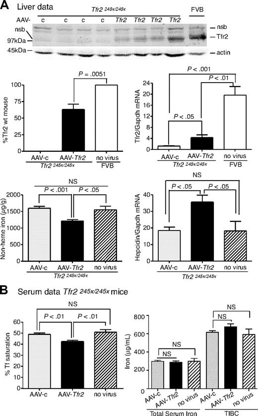 Figure 2. Liver-specific expression of Tfr2 lowers iron levels, increases hepcidin expression, and lowers Tf saturation in Tfr2245x/245x mice. (A-B) A similar protocol was used as outlined in Figure 1, except mice were injected with 2 × 1011 genome equivalents per mouse of AAV-Tfr2. In this case AAV-Tfr2 virus was injected into mice lacking functional Tfr2. The highest and lowest bands on the TfR2 immunoblot are nonspecific bands (nsb). Similar measurements were made as in Figure 1; ■ represent AAV-Tfr2 virus injected into Tfr2245x/245x mice; ▩, AAV-c virus injected into Tfr2245x/245x mice; , uninjected Tfr2245x/245x mice; □, strain-, age-, and sex-matched wild-type mice. All mice were on a FVB/NJ (FVB) background. Four mice were used in each set of measurements. The experiment was repeated once with similar results. Error bars represent SD.