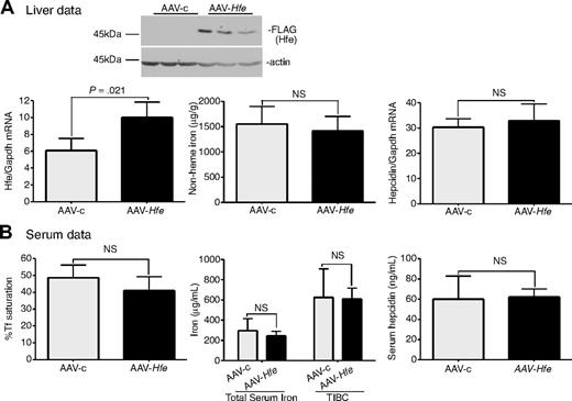 Figure 3. Expression of Hfe in Tfr2245x/245x mice fails to increase hepcidin expression and to reduce iron levels. (A-B) An identical protocol was used as outlined in Figure 1. In this case AAV-Hfe (■) or AAV-c (▩) was injected into Tfr2245x/245x mice. Mice injected with AAV-Hfe express Hfe as judged by immunoblots and increased Hfe mRNA. No differences in nonheme iron were detected in the livers of AAV-Hfe–injected mice compared with AAV-c–injected Tfr2245x/245x mice. Three mice were used in each set of experiments. The experiment was repeated twice with similar results. Error bars represent SD.