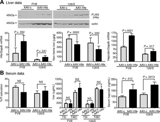 Figure 5. Increased expression of Hfe in wild-type 129/S and FVB mice increases hepcidin expression and lowers iron levels. (A-B) AAV-Hfe (■) or AAV-c (▩) was injected into wild-type 129/S mice or wild-type FVB mice according to the protocol listed in Figure 1. Mice injected with AAV-Hfe (■) exhibit significantly reduced nonheme iron in liver compared with AAV-c (▩) injected 129/S and FVB mice. No detectable changes in Tf saturation, total serum iron (TSI), or transferrin iron-binding capacity (TIBC) were detected. In each strain of mice, expression of HFE was detectable by immunoblot analysis, and increased Hfe mRNA could be detected in the AAV-Hfe– but not the AAV-c–injected animals. Three to 4 mice were used in each group. The results are shown for 1 group of mice. The experiment was repeated twice with similar results.