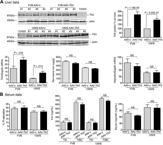 Figure 6. Increased expression of Tfr2 in 129/S and FVB mice fails to increase hepcidin levels. (A-B) The same protocols were used and measurements were made as in Figure 5, except AAV-Tfr2 was injected into wild-type FVB or wild-type 129/S mice. No significant changes in the iron parameters of the liver or serum, including Tf saturation, total serum iron (TSI), transferrin iron-binding capacity (TIBC), or hepcidin, were detected despite the higher Tfr2 mRNA levels and TfR2 protein levels in the AAV-Tfr2–injected mice (■) compared with the AAV-c–injected mice (▩). Four mice were used in each set of measurements. The experiment was repeated with 4 more mice in each group with similar results. Error bars represent SD.