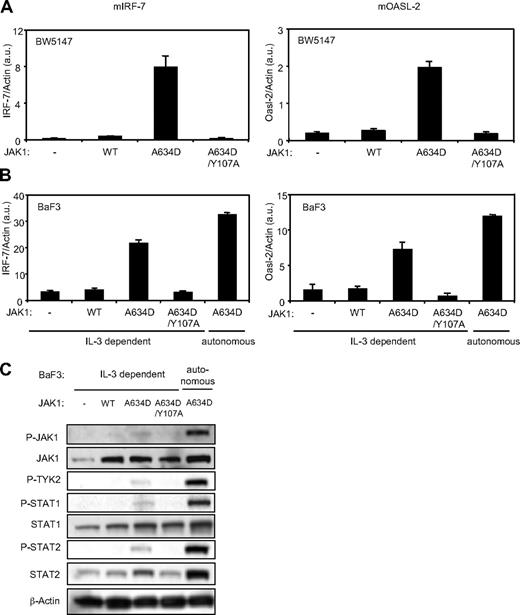 Figure 2. The JAK1A634D mutant, but not JAK1A634D/Y107A, mediates constitutive expression of type I IFN–regulated genes and promotes constitutive phosphorylation of the components of the type I IFN signal transduction pathway in BW5147 and BaF3 cells. Total RNA was extracted from 106 BW5147 (A) and BaF3 (B) cells stably transduced by JAK1WT or JAKA634D with intact or mutated Y107A FERM domain (JAK1A634D/Y107A). To quantify basal expression of type I IFN–induced genes, such as mIRF-7 (left) and mOasl-2 (right), quantitative RT-PCR was performed. Transcripts were normalized to the level of the murine β-actin transcripts. Results are mean ± SD of biologic triplicates. Similar results were obtained in 3 independent experiments. (C) BaF3 cells (106) stably transduced with JAK1WT or JAKA634D, with intact or mutated Y107A FERM domain (JAK1A634D/Y107A), were starved for 4 hours, lysed, and subjected to Western blot analysis. Basal phosphorylation of JAK1, TYK2, STAT1, and STAT2 was detected with specific anti-pY1022/1023 JAK1, anti-pY1054/1055 TYK2, anti-pY701 STAT1, and anti-pY689 STAT2 antibodies. Membranes were reprobed with anti-JAK1, anti-STAT1, anti-STAT2, and anti–β-actin antibodies as control. Similar results were obtained in 3 independent experiments for the BaF3 and BW5147 cell lines. WT indicates wild-type.