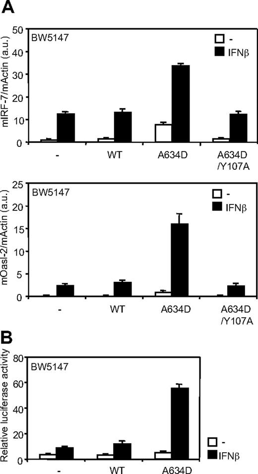 Figure 3. JAK1A634D up-regulates ligand-induced signaling through the type I IFN receptor. (A) BW5147 cells (106) stably transduced with JAK1WT or JAKA634D, with intact or mutated Y107A FERM domain (JAK1A634D/Y107A), were stimulated for 3 hours with 1% IFN-β or mock/control HEK293 supernatant, lysed, and used for total RNA extraction. To quantify ligand-induced expression of type I IFN–induced genes, quantitative RT-PCR was performed with primers for mIRF-7 and mOasl-2 genes. Transcripts were normalized to the level of the murine β-actin transcripts. Results are mean ± SD of biologic triplicates. Similar results were obtained in 3 independent experiments in BW5147 and BaF3 cell lines. (B) BW5147 cells (12 × 106) stably transduced by JAK1WT or JAK1A634D were electroporated with 15 μg of pIRF7-luc luciferase reporter plasmid, which contains the promoter of the murine IRF-7, and 1 μg of internal control pRL-TK plasmid. Cells were seeded in 96-well plates at 5 × 105 cells/well and stimulated with 1% IFN-β or mock/control HEK293 supernatants for 2 hours before luciferase assay was performed. Results are mean ± SD of biologic triplicates. Similar results were obtained in 3 independent experiments. WT indicates wild-type.