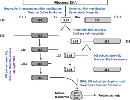 Figure 1. Simplified schematic of eukaryotic ribosome biogenesis. Adapted from Liu and Ellis2 with permission.