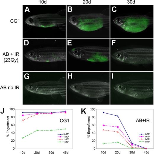 Figure 1. T-ALLs from CG1-strain zebrafish engraft into non-IR CG1-strain recipients. GFP-labeled T-ALLs were isolated from primary leukemic fish, and 103 FACS-sorted GFP-labeled leukemia cells were transplanted into non-IR CG1- and AB-strain animals (A-C and G-I, respectively) or IR AB-strain fish (D-F). Transplant fish were scored for engraftment at 10, 20, and 30 days after transplantation. Panels are merged images of fluorescent and brightfield photographs. The engraftment kinetics differ greatly when T-ALLs are introduced into CG1 (J) or IR AB-strain zebrafish (AB + IR; K). Percent engraftment is the percentage of recipient animals that have visibly engrafted T-ALL at each time point. Panels J and K are combined data from 3 independent experiments (n = 238 transplants total). The raw data for this experiment are available in supplemental Table 2.