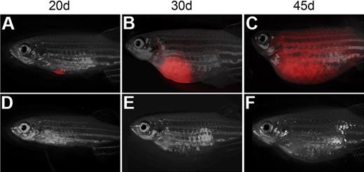 Figure 2. Single T-ALL cells can be efficiently transplanted into non-IR CG1 recipient. Transplant recipient fish receiving 1 FACS-sorted dsRED+ T-ALL cell at 20 (A,D), 30 (B,E), and 45 days after transplantation (C,F). One representative animal engrafted T-ALL by 20 days (A-C), whereas one never developed leukemia (D-F). Images photographed at 7.0×. All panels are merged images of fluorescent and brightfield photographs.
