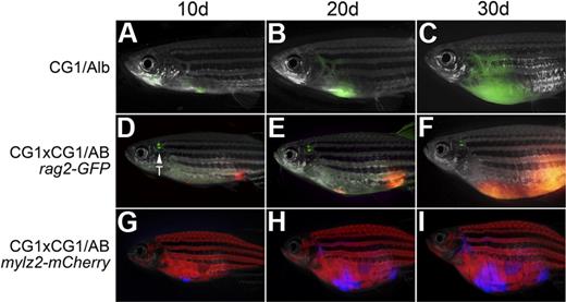 Figure 3. T-ALLs from CG1 fish are capable of engraftment into CG1 outcrossed animals. A GFP-labeled T-ALL engrafted into the progeny of CG1 by albino fish (CG1/Alb; A-C). Engraftment of T-ALLs into AB-strain zebrafish required 2 rounds of outcrossing to CG1 fish (D-I). A dsRED-labeled T-ALL engrafted into the progeny of a CG1 by CG1/AB rag2-GFP transgenic animal (D-F) or an Amcyan-labeled T-ALL engrafted into the progeny of a CG1 by CG1/AB mylz2-mCherry (G-I). Images photographed at 7.0×. All panels are merged images of fluorescent and brightfield photographs. GFP-labeled thymus is marked by T.