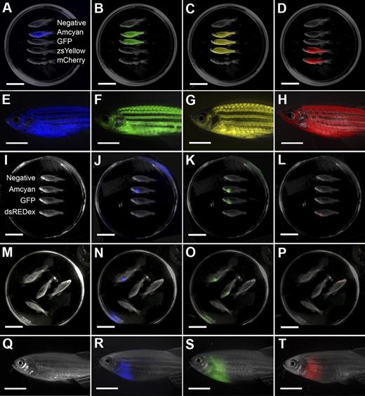 Figure 4. The LED fluorescence macroscope can image 5 fluorescent fluorophores in normal muscle and T-cell acute lymphoblastic leukemia (T-ALL). Whole animal imaging of wild-type (Negative), mylz2-Amcyan, mylz2-GFP, creatine kinase-zsYellow, mylz2-mCherry transgenic zebrafish (A-D). Amcyan was imaged by the use of a blacklight and 480/30 filter (A,J,N), GFP (blacklight, 520/30 filter; B,K,O), zsYellow (blue light, 575/52 filter; C), dsRED express (green light, 610/40 filter; L,P), and mCherry (green light, 610/40 filter; D). Transgenic zebrafish imaged using an epi-fluorescence stereomicroscope at the lowest magnification (7.0×; E-H). The LED fluorescence macroscope is also capable of imaging engraftment of T-cell acute lymphoblastic leukemia in recipient animals. Whole-animal imaging of recipient fish transplanted with 1.5 × 104 Amcyan-, GFP-, or dsRED express–labeled leukemia cells at 30 days after transplantation (I-L). Animals from panels I through L were mixed to demonstrate that fluorescent-labeled animals can be easily delineated (M-P). Transplant recipients imaged by the use of an epi-fluorescence stereomicroscope at low magnification (7.0×, Q-T). Scale bars are 2 cm in panels A through D and I through L, and 5-mm in panels E through H and Q through T.