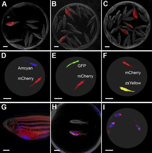 Figure 5. The LED fluorescence macroscope can detect tumor engraftment of single T-ALL cells and is capable of multispectral, real-time imaging. Animals engrafted with a single dsRED-labeled T-ALL cell can be easily distinguished from nonengrafted animals at 45 days after transplantation (n = 1 of 10 fish, A; n = 2 of 20 fish, B; n = 3 of 29 fish panel C) by LED fluorescence macroscopy. Multispectral imaging with the LED fluorescence macroscope (D-I). Still image capture with dual-spectrum imaging of unanesthetized mylz2-Amcyan and mylz2-mCherry transgenic animals (D, blue and black light with 520/40 filter and 640/35 filter), mylz2-GFP and mylz2-mCherry (E, blue light with 520/40 filter and 640/35 filter), and creatine kinase-zsYellow and mylz2-mCherry (F, blue light with 575/52 filter and 640/35 filter). Animals were imaged from below at 30 frames per second, and a single frame is shown. Multispectral imaging also can be used to visualize fluorescent-labeled T-ALLs engrafted into fluorescent recipient animals. A mylz2-mCherry animal engrafted with an Amcyan-labeled T-ALL at 30 days after transplantation imaged by epi-fluorescence stereomicroscopy (G, 7.0× magnification) or by use of the LED fluorescence macroscope (blue light with 480/30 and 640/35 filters; H-I). Panel H shows a control animal (top) along with a dual transgenic leukemic fish (bottom). Three leukemic fish imaged from below at 30 frames per second and a single frame is shown (I). Scale bars are 1 cm in panels A through F and H through I; 2 mm in panel G.
