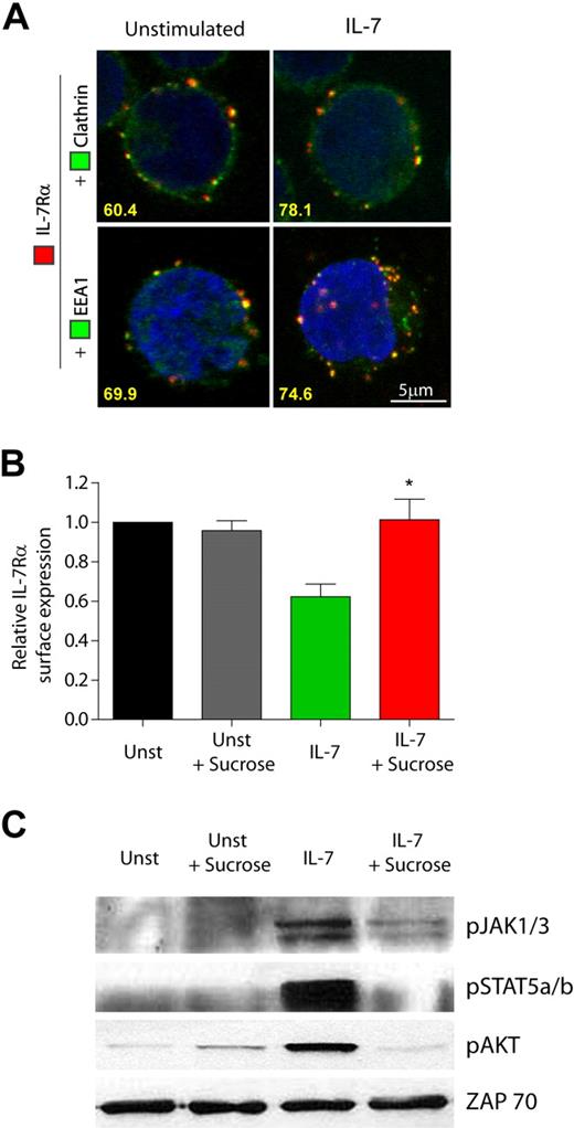 Figure 2. IL-7Rα internalization via clathrin-coated pits and trafficking into early endosomes is required for efficient IL-7–mediated signaling. (A) Analysis of IL-7Rα colocalization with clathrin and EEA-1 was performed by confocal microscopy. HPB-ALL cells were plated on poly-D-lysine–coated coverslips, incubated at 4°C with α-human IL-7Rα unconjugated antibody, and subsequently with a secondary α-mouse IgG-Alexa 633 antibody (red). Cells were then shifted to 37°C in the presence or absence of IL-7 (50 ng/mL) for 5 minutes, fixed, quenched, and permeabilized. Endosomal compartments were detected using FITC-conjugated antibodies for clathrin heavy-chain or EEA-1, both enhanced by α-FITC-Alexa Fluor 488 secondary antibody (green). The 2 bottom images are 3-dimensional projections and include DAPI-stained nuclei. Representative cells of 3 independent experiments are shown. The percentage of cells that displayed colocalization is indicated and was determined by counting the fraction of cells showing at least 1 colocalization event between red and green fluorescence. (B-C) HPB-ALL cells were pretreated or not with 0.5M sucrose (hypertonic media) for 1 hour, to inhibit formation of clathrin-coated pits, and then stimulated with 50 ng/mL IL-7 or left untreated (Unst) for 30 minutes. (B) IL-7Rα surface expression was analyzed by flow cytometry, and relative expression was calculated by normalizing the geometric mean of fluorescence of the cell population in the presence of IL-7 stimulus, divided by the unstimulated condition. Data represent mean ± SEM from 3 independent experiments: *P < .05. (C) Immunobloting was performed and IL-7 mediated signaling assessed by detection of phosphorylated JAK1/3, STAT5a/b, and AKT. ZAP-70 was used as a loading control.
