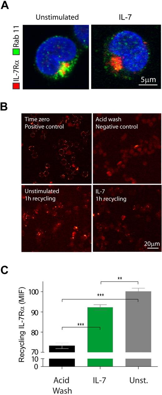 Figure 3. A pool of internalized IL-7Rα recycles to the cell surface. (A) Colocalization between IL-7Rα and Rab-11 recycling endosomes was assessed after 5 minutes of stimulation with IL-7 (50 ng/mL). Total IL-7Rα expression was assessed by intracellular staining as for flow cytometry. Rab-11–positive vesicles were further detected by incubation with rabbit α-human Rab-11 unconjugated antibody followed by secondary detection with α-rabbit IgG Alexa 488. Coverslips were mounted over Vectashield/DAPI. Cells representative of 3 independent experiments are shown. (B) Colocalization between IL-7Rα and endosomes was performed by antibody chase and colocalization assay, as described in “Antibody ‘chase’ for assessment of receptor colocalization.” Briefly, all cells, plated onto coverslips, were initially incubated at 4°C with unconjugated α-human IL-7Rα antibody for 30 minutes and subsequently washed and transferred to 37°C in the presence or absence of IL-7 (50 ng/mL) for 1 hour to allow for IL-7Rα internalization. Cells were washed, and the positive control (time 0) was generated by incubating the cells at 4°C with α-mouse IgG Alexa 488 secondary antibody for 30 minutes. The remaining coverslips underwent an acid wash treatment to remove surface-bound antibody. The negative control was not further processed. The primary antibody/receptor complex was allowed to recycle to the cell surface in the experimental conditions, by switching the cells to 37°C again for 1 hour. Recycled IL-7Rα/antibody complex was detected by incubating the cells with anti–mouse IgG Alexa 488 secondary antibody for 30 minutes on ice. Cells were fixed, and the different coverslips mounted with Vectashield/DAPI. Representative images of 2 independent experiments are shown for each condition. (C) Microscopy images of the antibody feeding and recycling assays were quantified by determining the mean intensity of fluorescence (MIF) of at least 8 independent fields of view for each condition. **P < .01, ***P < .001 (Student t test, 2-tailed).