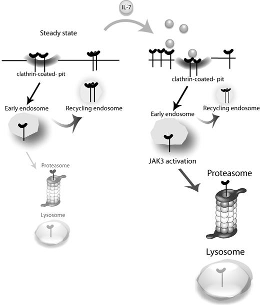Figure 6. Proposed model for IL-7Rα trafficking. At the steady state, IL-7Rα is slowly internalized via clathrin-coated pits and recycled back to the cell surface, with a pool of receptor being degraded and replaced by newly synthesized IL-7Rα (not shown). On IL-7 stimulation, the balance is rapidly shifted toward receptor endocytosis and subsequent degradation. JAK3 activation, which appears to rely on IL-7Rα being internalized, is critical for triggering receptor degradation.