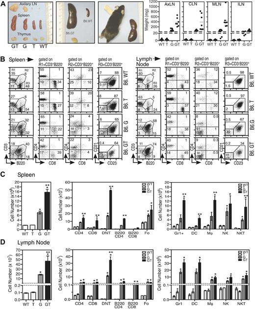 Figure 1. Analysis of immunologic organs of B6.GT mice. (A) Gross thymus, lymph node, and spleen organ size in age-matched B6.WT, B6.TRAIL−/−, B6.gld/gld, and B6.GT mice. Figures show 1 mouse per strain, with 5 or more mice per strain analyzed, as indicated in lymph node weight data. (B) Percentage of conventional CD3+B220− T cells (R1), as well as CD3+B220+ (R2) CD4−CD8−“double negative” T cells (DN T cells) and CD3−B220+ B cells as CD21−CD23+ follicular (Fo) B cells, CD21+CD23− marginal zone (MZ) B cells, and CD21−CD23− nonfollicular (NF) B cells in spleen and axillary lymph nodes of 3 age- and sex-matched B6.WT, B6.TRAIL (B6.T), B6.gld/gld (B6.G), and B6.gld/gld.TRAIL−/− (B6.GT) mice. FACS data (dot plots) shown are from 1 representative mouse of 3 age- and sex-matched mice per strain. (C-D) Total leukocyte cellularity and absolute numbers of T cell, B cell, and DN T cell leukocyte subsets calculated from dot plots in panel B. Numbers of non T and B cells were determined by gating first on CD3−B220− cells and subsequently on Gr1+, CD11c+, or NK1.1+ cells, whereas NKT cells were defined from within the CD3+B220− cells that expressed NK1.1. Data shown are mean plus or minus SD of each tissue from 3 mice per strain. Statistical significance was assessed using Mann-Whitney analysis, with differences between B6.gld/gld or B6.GT compared with B6.WT (*P < .05) and between B6.G and B6.GT (**P < .05).