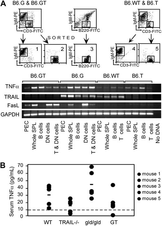 Figure 2. TNF-α expression in B6.GT mice. (A) RNA was purified from 106 FACS sort-purified murine spleen IgM+ B cells, CD3+ conventional T cells, or IgM−CD3+B220+ DN T cells, or from peritoneal exudate cells (PEC), for assessment of TNF-α, TRAIL, FasL, and GAPDH mRNA levels by conventional semiquantitative RT-PCR. Data shown are representative of 2 independently repeated PCR analyses for each mRNA. (B) Serum TNF-α protein assessed by ELISA assay and quantitated relative to a recombinant murine TNF-α as a standard, with the limit of detection of TNF-α protein of approximately 10 pg/mL (line). Data shown are representative of an independently repeated TNF-α ELISA.
