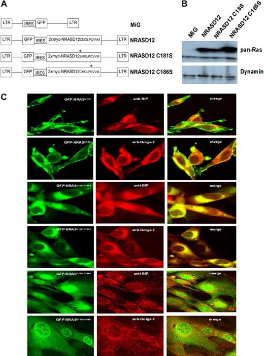 Figure 1. Expression and localization of oncogenic NRAS and its PTM mutants. (A) Schematic diagram of retroviral expression vectors used to transduce NRASD12, NRASD12C181S, or NRASD12C186S. (B) Immunoblot of lysates of NIH3T3 cells stably expressing the vector control, NRASD12, NRASD12C181S or NRASD12C186S with a pan anti-RAS antibody (top band represents double Myc-tagged-NRAS; and bottom band, endogenous Ras). (C) NIH3T3 cells expressing GFP-fused NRASD12, NRASD12C181S, or NRASD12C186S, costained with fluorescence-conjugated antibodies against Golgi (Golga-7) or ER (BIP) resident proteins, were visualized on a Leica TCS SP2 Spectral Confocal Microscope (original magnification, ×630).