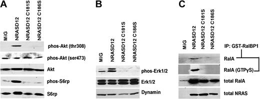 Figure 4. Oncogenic signaling downstream of NRASD12 is disrupted by blocking palmitoylation. Serum-starved lysates of NIH3T3 cells expressing vector, NRASD12, NRASD12C181S, or NRASD12C186S were analyzed by Western blotting. (A) Effect of palmitoylation and prenylation of NRASD12 on phosphorylation of Akt and S6 ribosomal protein. (B) Effect of palmitoylation and prenylation of NRASD12 on phosphorylation of Erk. (C) Effect of palmitoylation and prenylation of NRASD12 on Ral activation. Ral-GTP precipitated from serum-starved NIH3T3 cells expressing vector control, NRASD12, NRASD12C181S, or NRASD12C186S with GST-RalBP1 glutathione agarose beads with or without addition of GTPγS were analyzed by Western blotting with an anti-RalA antibody. Input RalA was also probed. RAS expression was detected as a loading control.