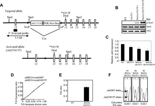 Figure 1. Generation of inducible Jak2V617F knock-in mice. (A) The targeted allele contains the floxed PGK-Neo-Stop cassette and the V617F mutation. This allele is transcriptionally silent, but can be induced in the presence of Cre to generate the activated Jak2V617F allele. (B) Constitutive phosphorylation of Stat5 in the BM of induced MxCre;V617F/+ and MxCre;V617F/V617F mice confirm expression of the mutant Jak2V617F protein. (C) Expression of total Jak2 mRNA was measured in the BM of WT, V617F/+, MxCre;V617F/+ (heterozygous), and MxCre;V617F/+V617F (homozygous) mice (n = 4) by real-time PCR. Total Jak2 mRNA expression was significantly reduced in the BM of both heterozygous and homozygous Jak2V617F mice compared with WT mice (P < .05 between WT and heterozygous Jak2V617F, P < .05 between WT and homozygous Jak2V617F; unpaired t test), whereas there were no significant differences between V617F/+ and heterozygous or V617F/+ and homozygous Jak2V617F mice. (D) A standard curve made from known ratios of accurately measured pMSCV-IRES-GFP plasmids containing mouse Jak2WT and mouse Jak2V617F showing the linearity and accuracy of the measurement of T/G fluorescence ratio (T-peak identifies the mutant, G-peak identifies the WT allele) for determination of allelic ratio. (E) Allelic ratio of the mutant Jak2V617F to WT Jak2 mRNA was determined by the T/G ratio after direct sequencing of the real-time PCR products from the BM of heterozygous Jak2V617F mice (n = 8). (F) The chromatograms of 3 sequenced real-time PCR products from the BM of heterozygous Jak2V617F mice are shown.