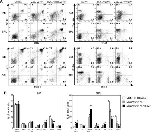 Figure 4. Flow cytometric analysis of BM and spleen from mice expressing Jak2V617F. (A) Dot plots demonstrate a marked increase in the Ter-119/CD71–postive populations in the spleens of heterozygous and homozygous mice compared with control (V617F/+) mice. Modest increases in Gr-1/Mac-1–positive cells in the spleen of heterozygous and homozygous Jak2V617F mice were observed. However, B-cell populations (B220-positive) were proportionately decreased in the BM and spleens of heterozygous and homozygous Jak2V617F mice compared with control animals. (B) Percentages of myeloid, erythroid, B- and T-lymphoid populations are shown in histograms as mean ± SEM. Data are presented as percentage of total cells (control, n = 11; heterozygous, n = 11; homozygous, n = 5). *Significance between control and heterozygous or between control and homozygous; **significance between control and homozygous as well as between heterozygous and homozygous; significant difference at P < .05.