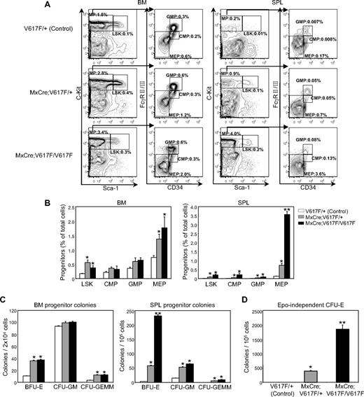 Figure 5. Effects of Jak2V617F on hematopoietic progenitors. (A) Flow cytometric analysis of the LSK compartment (Lin−Sca1+c-kit+) and subsets of myeloid progenitors including CMP (Lin−Sca1−c-kit+CD34+FcγRII/IIIlo), GMP (Lin−Sca1−c-kit+CD34+FcγRII/IIIhigh), and MEP (Lin−Sca1−c-kit+CD34−FcγRII/III−) in the BM and spleen from control (n = 8), heterozygous (n = 8), and homozygous Jak2V617F (n = 5) mice. (B) Representative contour plots are shown. The percentage of LSK, CMP, GMP, and MEP is shown in histograms as mean ± SEM. Data are presented as percentage of total cells. *Significance between control and heterozygous or between control and homozygous; **significance between control and homozygous as well as between heterozygous and homozygous Jak2V617F mice; significant difference of P < .05. (C) Hematopoietic progenitor colonies. BM (2 × 104) and spleen (1 × 105) cells from control (n = 6), heterozygous (n = 6), and homozygous Jak2V617F (n = 5) mice were plated in complete methylcellulose (Methocult M3434) medium. BFU-E, CFU-GM, and CFU-GEMM colonies were counted on day 7. (D) Epo-independent CFU-E colonies. Spleen cells (1 × 105) from control, heterozygous, and homozygous Jak2V617F mice were plated in methylcellulose medium without any cytokine. CFU-E colonies were counted after 2 days.