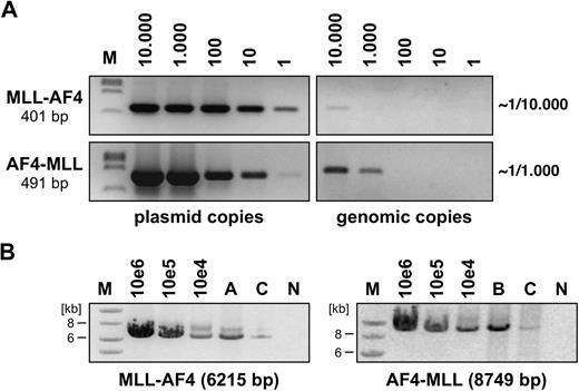 Figure 1. Semiquantitative assessment of retroviral transduction efficiency. (A) Genomic DNA from PIDE::MLL·AF4- and PIDE::AF4·MLL-transduced BA/F3 cells was isolated and diluted to obtain 1 to 10 000 diploid genome copies. Simultaneously, PIDE::MLL·AF4 and PIDE::AF4·MLL plasmid copies (1 to 10 000) were used to detect MLL·AF4 and AF4·MLL sequences by PCR experiments. Direct comparison revealed that approximately 1 in 10 000 BA/F3 cells were transduced with the MLL·AF4 transgene, whereas 1 in 1000 BA/F3 cells were transduced with the AF4·MLL transgene. M indicates DNA size marker (lambda DNA, ClaI digested). (B) Long-range PCR was performed with infected BA/F3 cells (A: MLL·AF4, B: AF4·MLL, C: MLL·AF4 and AF4·MLL). The indicated plasmid dilutions were amplified in parallel. For the MLL·AF4 transgene, specific oligonucleotides were used that bind to MLL exon 3 and AF4 exon 20. The AF4·MLL transgene was amplified using oligonucleotides specifically binding to AF4 exon 1b and MLL exon 37. The sizes of both amplification products are indicated. M indicates DNA size marker (1-kb ladder); N, negative control.