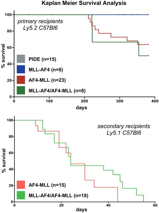 Figure 2. Kaplan-Meier survival analysis of primary and secondary leukemic mice. (Top graph) Survival data showing the onset of primary leukemia in C57BL/6 mice (CD45.2/Ly5.2) during an observation period of approximately 13 months. A total of 15 mice received a transplant of PIDE-transduced (mock) LSPCs; none developed a disease phenotype. Eight mice received a transplant of either MLL·AF4-tranduced LSPCs or both t(4;11) fusion genes. Three mice that received a transplant of both fusion alleles (MLL·AF4/AF4·MLL) developed acute leukemia. Twenty-three recipients received a transplant of AF4·MLL-transduced LSPCs. Of those, 8 mice developed acute leukemia. y-axis indicates percentage; x-axis, days. (Bottom graph) Survival data showing the onset of secondary leukemia in C57BL/6 mice (CD45.1/Ly5.1). A total of 15 mice received a retransplant of spleen cells deriving from AF4·MLL-mediated leukemic mice. All of these mice developed acute leukemia with a TTL of 25 ± 10 days. Eighteen mice received a retransplant of spleen cells deriving from MLL·AF4/AF4·MLL-mediated leukemic mice. Sixteen of 18 mice developed acute leukemia with TTL of 29 ± 15 days. y-axis indicates percentage; x-axis, days.