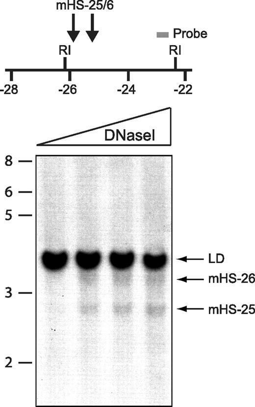 Figure 1. DNaseI hypersensitivity in primary erythroid cells. (Top) A portion of the Gata1 locus is shown. Coordinates (below the horizontal line) are in kilobases in respect to the Gata1 IE promoter. The black arrows show the position of mHS−25/6; the gray bar, the position of the probe used in the DNaseI hypersensitive mapping and R1, the position of EcoRI sites. (Below) Nuclei from E14.5 murine fetal liver cells were digested with increasing concentrations of DNaseI (triangle). No exogenous DNaseI was added to nuclei in the first lane. DNA was then extracted and digested with EcoRI and a Southern blot hybridized to the probe shown in the top panel. Size markers on the left are in kilobases. The blot shows 2 DHSs, mHS−25 and mHS−26, and the limited digest (LD).