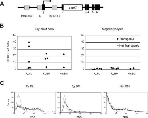 Figure 2. Reporter gene expression driven by mHS−25/6 in transgenic mice. (A) Diagram of the reporter gene expression vector 5′3′LacZ to which a DNA fragment encompassing mHS−25/6 was attached. 5′3′LacZ consists of a genomic fragment that includes 2.3 kb of sequence upstream of the hematopoietic-specific IE promoter, IE (gray box), and 6 Gata1 exons (black boxes) and intervening introns. mHS+3.5 within the first intron is shown (red box). β-Galactosidase gene is fused in frame with the initiator ATG of the Gata1 gene. (B) Percentage of β-galactosidase expressing (%FDG+ve) TER-119+ erythroid cells (left) and CD61+Mac1− megakaryocytes (right) in F0 transgenic fetal livers (FL), F0 transgenic bone marrow (BM), and bone marrow for lines of mice heterozygous for the transgene (Het BM; black dots). Gray dots show percentage of FDG-positive cells in nontransgenic controls. (C) Representative FACS plots of FDG staining, demonstrating β-galactosidase expression, in erythroid populations from E14.5 transgenic F0 fetal liver (FL), transgenic F0 bone marrow (BM), and bone marrow for lines of mice heterozygous for the transgene (Het BM; black histogram). The gray histogram is from nontransgenic controls.