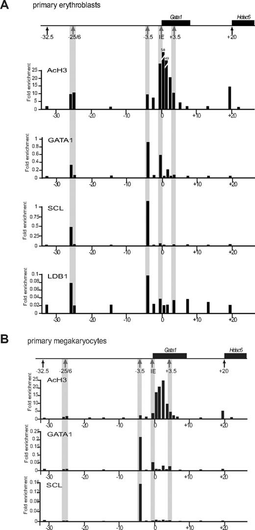 Figure 3. Chromatin immunoprecipitation analysis in primary erythroblasts and megakaryoblasts. ChIP experiments were performed on primary erythroblasts (A) and megakaryocytes (B). The Gata1 locus is shown on top with the Gata1 and Hdac6 genes depicted as black boxes. Hematopoietic and general DNaseI hypersensitive sites are indicated with gray and black arrows, respectively. At various points along the Gata1 locus (x-axis, coordinates in kilobases with respect to the Gata1 transcriptional start site), the degree of enrichment of acetylated histone H3 (AcH3) GATA1, SCL, and LDB1 (in panel A only; black bars) is shown. Amplicons corresponding to mHS−25/6, mHS−3.5, IE promoter, and mHS+3.5 are highlighted by gray stripes. The 2 bars at position mHS−25/6 represent amplicons for mHS−25 and mHS−26 individually (right and left bars, respectively). Experiments were performed at least twice and data from representative experiments are shown.