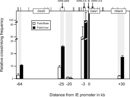 Figure 4. Intrachromosomal interactions between elements of the Gata1 locus. Cross-linking frequencies were determined using EcoRI-digested, fixed chromatin from E14.5 fetal livers (black bars) and fetal brains (white bars). Top of the figure is a schematic representation of the Gata1 locus with genes as boxes (Glod5, Gata1, and Hdac6). Cis-regulatory elements are indicated with arrows and vertical bars indicate EcoRI restriction sites. The figure shows relative cross-linking frequencies, as an indication of proximity, between various elements of the locus (gray bars) and the IE promoter (black bar). Each PCR was performed 3 times. Error bars denote SEM. Signals were normalized as previously described.33 Coordinates (in kilobases) of the DNA fragments analyzed are indicated on the x-axis.