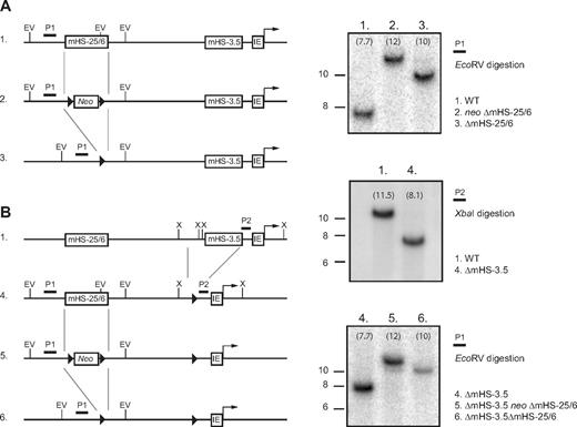 Figure 5. Establishment of ΔmHS−25/6 and ΔmHS−3.5ΔmHS−25/6 ES cells. The Gata1 locus is schematically depicted with mutations at various steps of the single and double knockout establishments. mHS−25/6 was replaced in wild-type (A) and in previously established ΔmHS−3.5 ES cells (B)19 by a LoxP (black triangles)–flanked neomycin gene. The neomycin gene was excised by transient Cre expression. Locations of restriction sites for EcoRV (EV) and XbaI (X) are shown. P1 and P2 show the location recognized by the probes used for Southern blots. On the right, examples of Southern blots confirming the various mutations. Numbers above the blots correspond with the loci on the left. Size markers on the left are in kilobases, and the numbers in the blots show the expected size of the detected DNA fragments.
