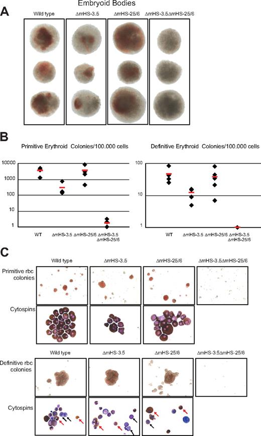 Figure 6. In vitro differentiation of ES cells. The phenotype of mutant ES cells was tested by 2-step in vitro differentiation. (A) Pictures of representative embryoid bodies at day 8 of differentiation. DKO ES cells form EBs, but lack macroscopic hemoglobinization as can be seen in wild-type and SKO EBs. (B) EBs were disrupted and replated to enumerate erythroid potential. Graphs show number of primitive (left) and definitive (right) erythroid colonies per 100 000 replated EB cells. Red bar indicates the average of colony numbers. (C) Pictures of representative primitive and definitive red blood cell (rbc) colonies of wild-type and mutant ES cells. ΔmHS−3.5ΔmHS−25/6 ES cells did not produce colonies. Below are pictures of cells from the erythroid colonies after cytospin and May-Grünwald-Giemsa/benzidine staining. Primitive erythroid cells of wild-type and SKO cells have a normal morphology. Cytospins from wild-type and SKO definitive erythroid colonies show cells at various stages of differentiation. Nonhemoglobinized progenitors are indicated with black arrows, and hemoglobinized (brown) erythroid cells are indicated by red arrows.